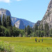A meadow in Yosemite Valley