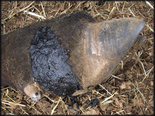 hoof with charcoal