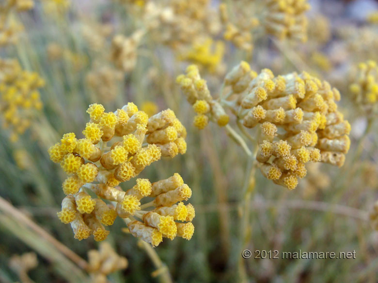 picking immortelle at dawn flowers