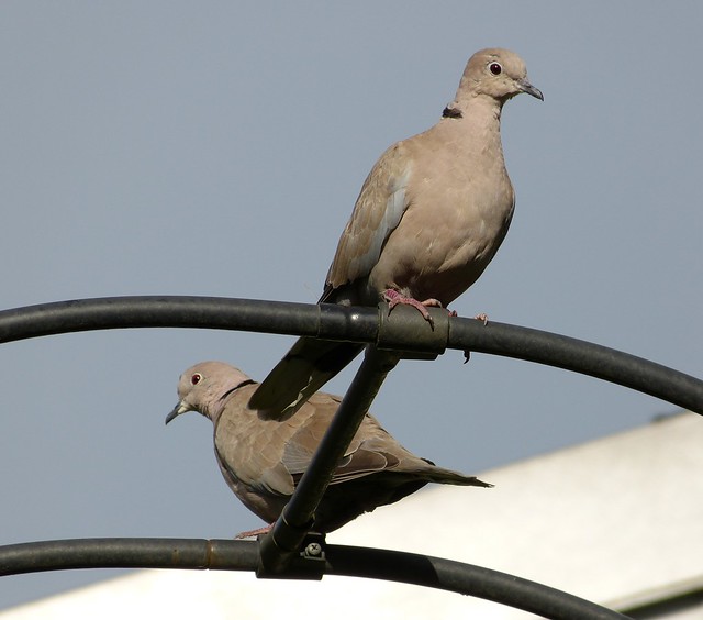P1010581 - Collared Dove, Garden