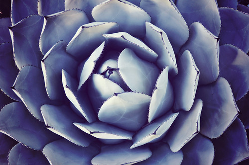 Blue - Agave parryi by megan-s