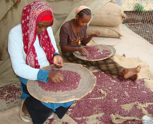 Young women sorting out beans after a harvest in Ethiopia