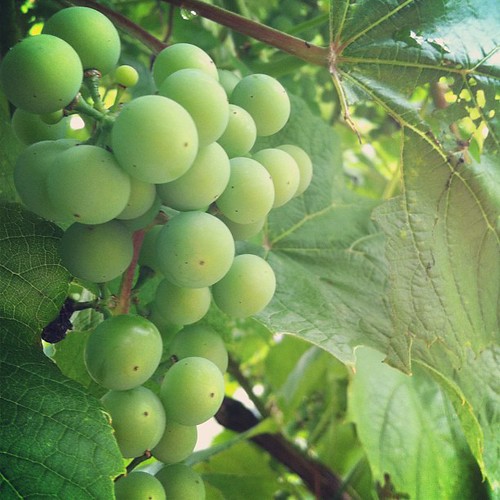 it's going to be an abundant grape harvest this season #organicgarden #urbangarden #maine #lughnasadh