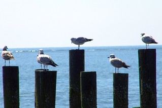Shore birds on posts (A. Kotok)