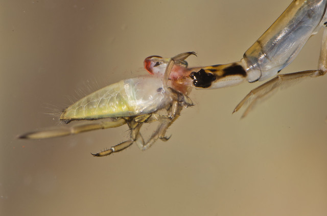 Lesser diving beetle larva Acilius eating Backswimmer Notonecta nymph 10