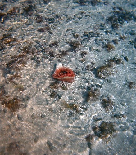 Sea Anemone at Cholla Bay