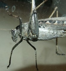 Katydid (bush-cricket)