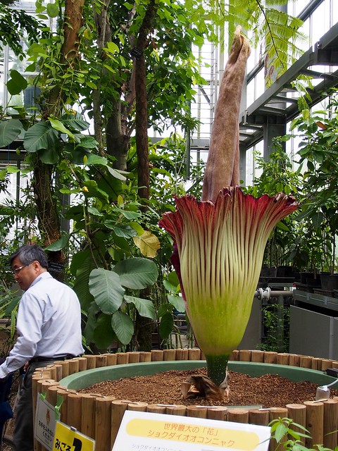 The largest flower, Amorphophallus titanum