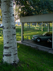 Cars and trees