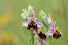 Orchids and Helleborines of England