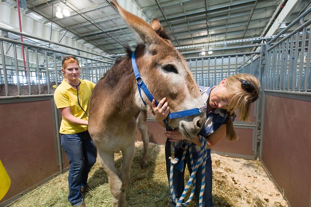 Colorado State University Veterinarians, Students Caring for Displaced High Park Fire Animals