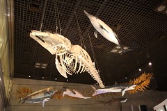 Japan National Museum of Nature and Science