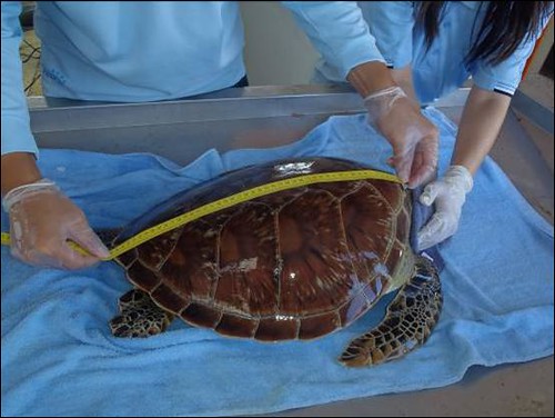 海洋國家公園管理處東沙管理站人員進行海龜身體檢查紀錄。（圖片來源：海洋國家公園管理處）