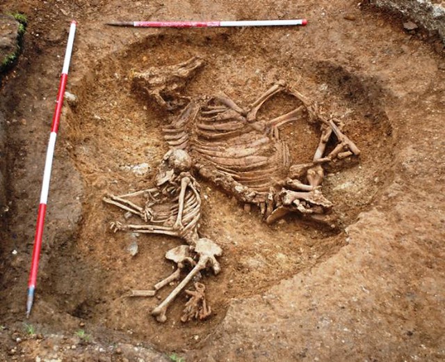 The skeleton of the 1400-year-old Anglo-Saxon woman buried alongside a cow. Credit Faye Simpson