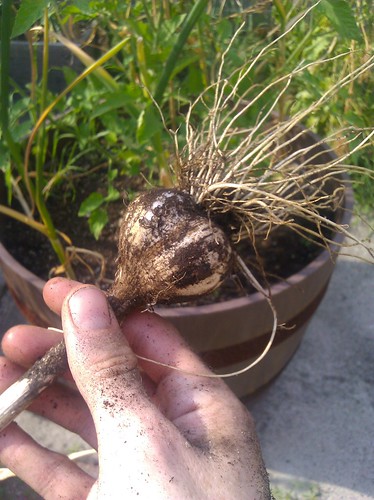 161: We grew garlic!