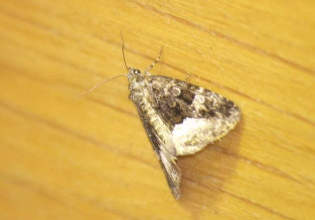Marbled White Spot moth DSC_4087