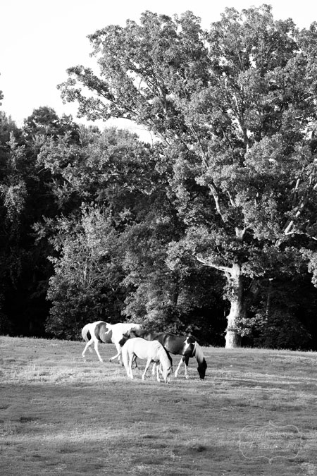 Horses_May192012_0034BW