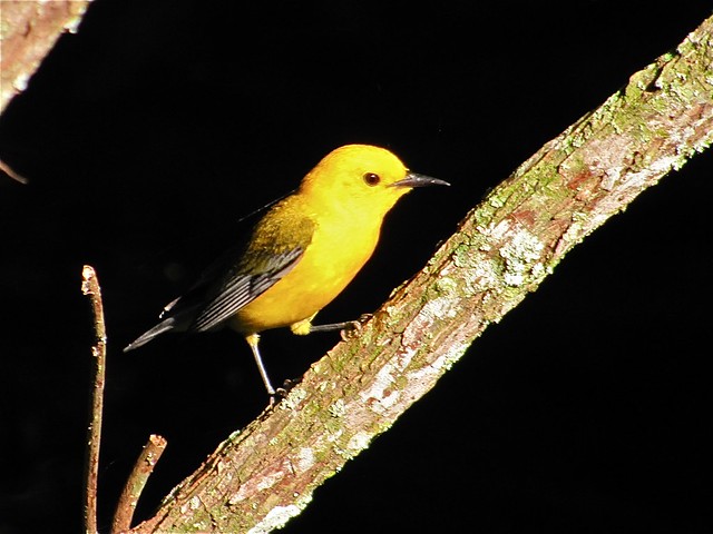 Prothonotary Warbler at Lettuce Lake Park in Hillsborough County, FL 03