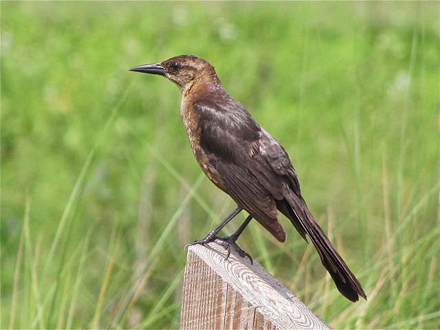 Boat-tailed Grackle at the Celery Fields in Sarasota County, FL