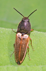 Elateridae - Click Beetles
