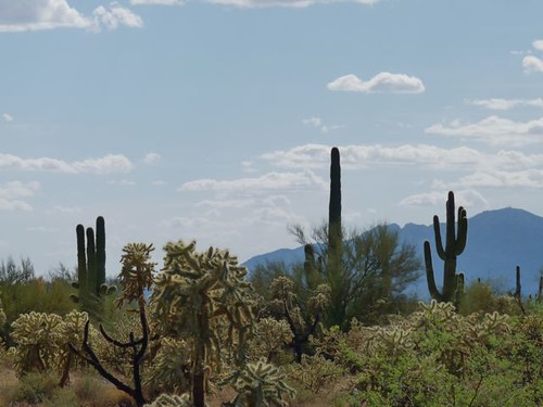 Cactus forest S of superstition Mountains