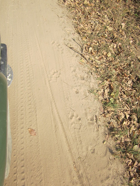 tiger and cub pawprints in Corbett National Park