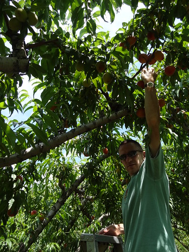 Peach Picking June 2012 (19)