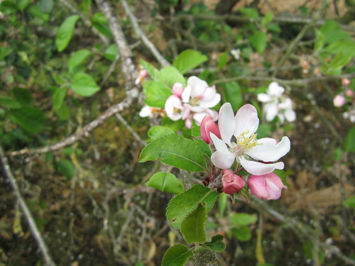 Apple Blossoms #7