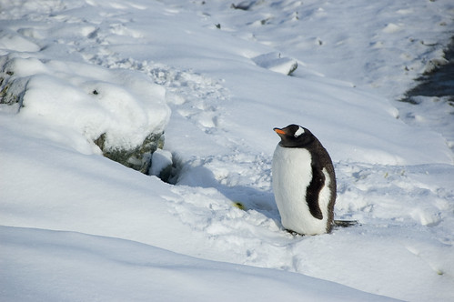 Gentoo Penguin by Veerle L