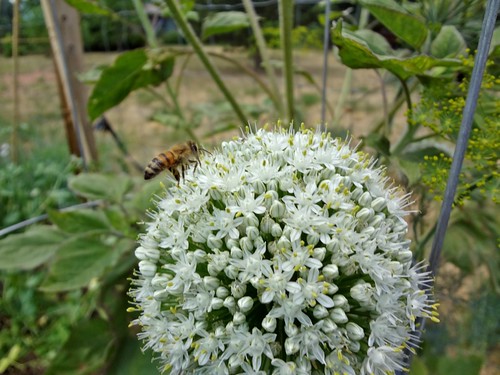 2012.06_bee and onion flower