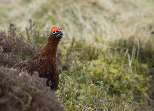 red grouse 9