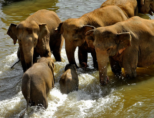 Elephants in the Water -  Pinnawala (by Queenie)