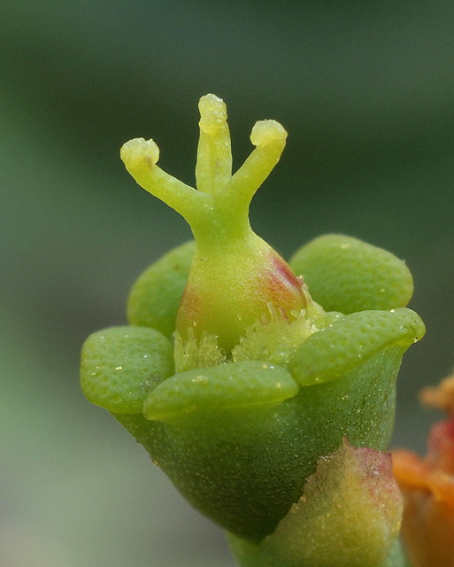 Euphorbia stellata - Scheinblte (Cyathien ) - weibliches Stadium