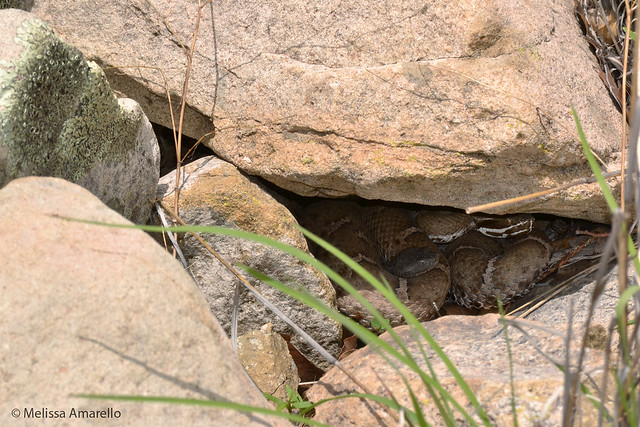 A juvenile rock rattlesnake's head peeks out of Sunny's (pregnant ridge-nosed rattlesnake) coils.