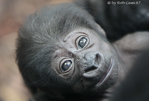 Gorilla Baby by Rob Cam 67