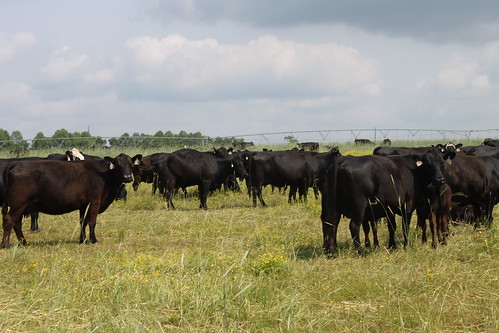 Cattle on the Kilpatrick farm. USDA photo. 