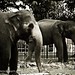 Kandyan Elephants