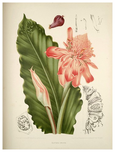 003-Cardamomo-Fleurs, fruits et feuillages choisis de l'ille de Java-1880- Berthe Hoola van Nooten