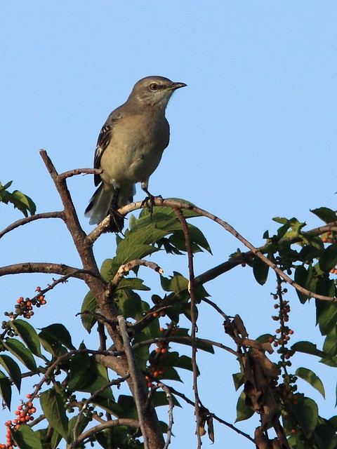 Northern Mockingbird in Trema 20120808