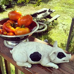 Today's #tomato harvest and #pig #fun  #igrewit #deck #summer #containergarden #yumo #food