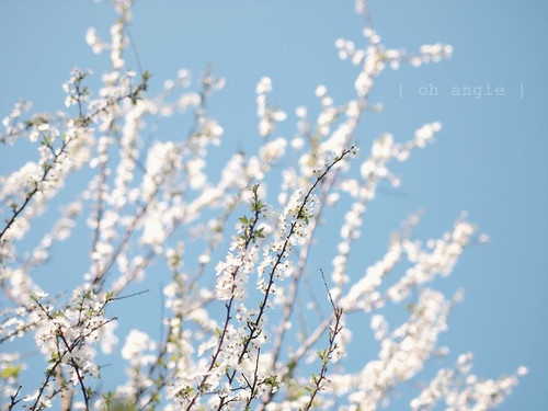 · white spring ·
