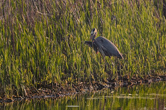 Heron with Fish big crop 8022_.jpg by Mully410 * Images