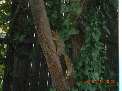 A squirrel eating my peaches!