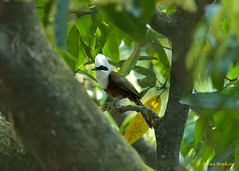 Passeriformes, Leiothrichidae - Laughingthrushes, Babblers