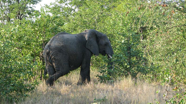 Elephant at Timbavati, South Africa