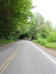 A tree-lined tunnel on Timber Road, north of highway 26