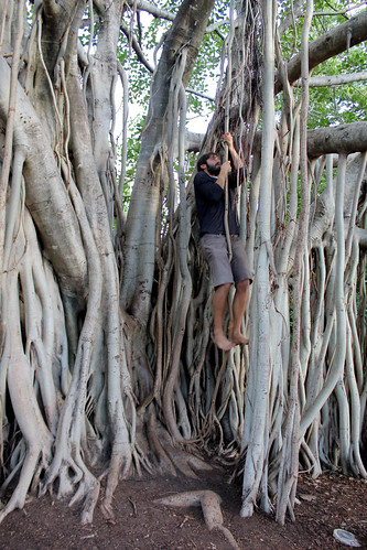 Climbing the fig tree