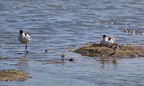 Avocet Recurvirostra avosetta Oare Marshes KWT by Kinzler Pegwell