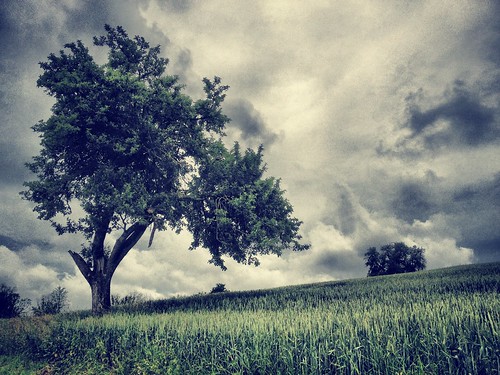 無料写真素材|自然風景|田園・農場|樹木|小麦・コムギ|風景ドイツ