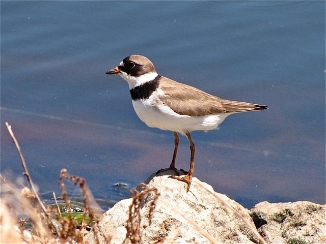 Semipalmated Plover at El Paso Sewage Treatment Center 34